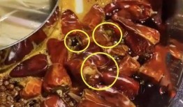 火锅店最新爆料视频大全,一探究竟，揭秘行业幕后真相
